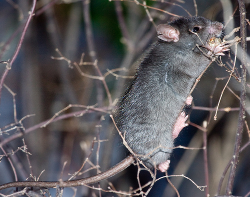 Photo of Rattus rattus by Brian Klinkenberg